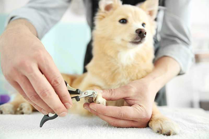 Nail Trims